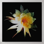 Century Orchid Poster posters