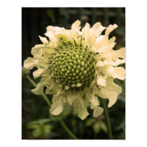 Cephalaria Floral posters