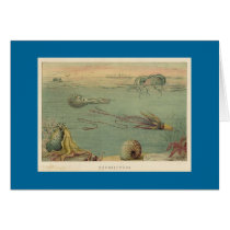 Cephalopoda Cards