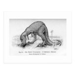 Ceratosaurus art postcard