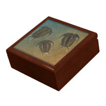 Ceraurus and Levicerurus Fossil Trilobite Gift Box