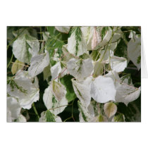 Cercis Canadensis "Silver Cloud" cards by Fairyscape Cercis Canadensis "Silver Cloud" cards