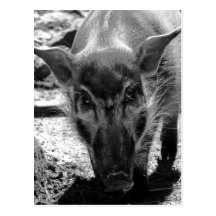 Cerdo malvado postales