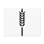 cereal wheat spike