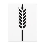 cereal wheat spike