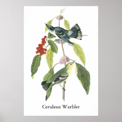 Cerulean Warbler, John Audubon Print