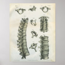 Cervical and Thoracic Spine Chiropractic Print