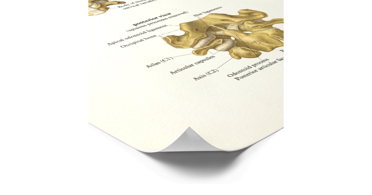 Cervical Spine And Vertebrae Anatomy Poster Zazzle 2030