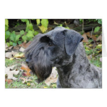 Cesky Terrier Note Cards (Blank Inside)