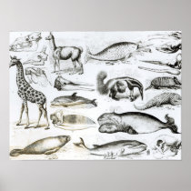 Cetacea Edentata Poster