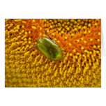 Cetonia aurata card