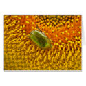 Cetonia aurata cards