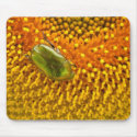 Cetonia aurata mousepads