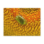 Cetonia aurata postcard