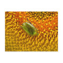 Cetonia aurata postcards