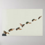 Cetonia aurata Take-off Poster