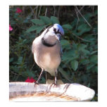 CF- Funny Blue Jay Poster