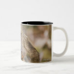 Chacma Baboon (Papio ursinus) scratching its Coffee Mugs