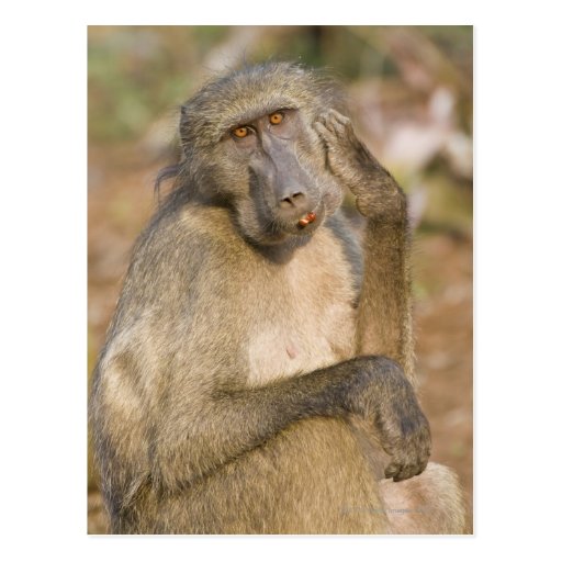 Chacma Baboon (Papio ursinus) scratching its Post Card