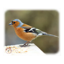 Chaffinch 8R86D-23 posters by TraffordPhotos Chaffinch 8R86D-23 posters
