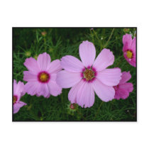 Chain of Pink Cosmos postcards