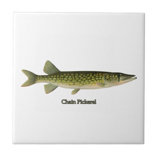 Chain Pickerel Illustration Ceramic Tile Zazzle