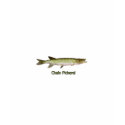 Women's Chain Pickerel T Shirt