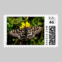 Chalcedon Checkerspot Postage stamps