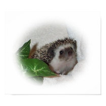 Chalice the Hedgehog posters
