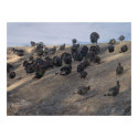 Chalk Creek Wild Turkey posters by wksimages Chalk Creek Wild Turkey posters