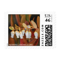 Chamaedaphne calyculata, leatherleaf stamp