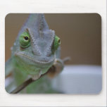 Chamaeleo calyptratus mousepads