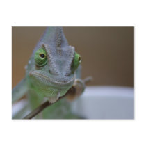 Chamaeleo calyptratus postcards by EMangl Chamaeleo calyptratus postcards