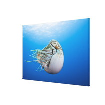 Chambered Nautilus (Nautilus pompilius), Great Bar Gallery Wrap Canvas
