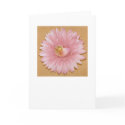 Chambered Nautilus & Pink flower cards