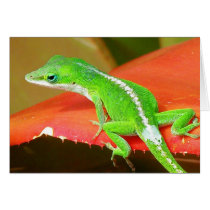 Chameleon 1 cards