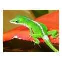 Chameleon 1 posters