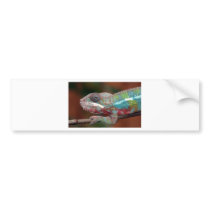 chameleon bumper sticker