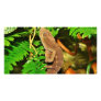 Chameleon Camouflaging Brown Photo Cards
