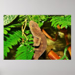 Chameleon Camouflaging Brown posters