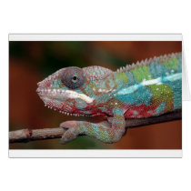 chameleon greeting cards