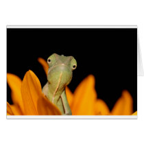 chameleon greeting cards