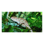 Chameleon changing in green environment photo greeting card