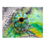 Chameleon eye post card