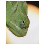 chameleon personalized flyer
