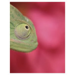 chameleon personalized flyer