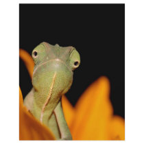 chameleon full color flyer