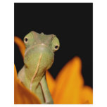 chameleon full color flyer