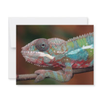 chameleon invitation