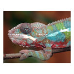 chameleon invitation